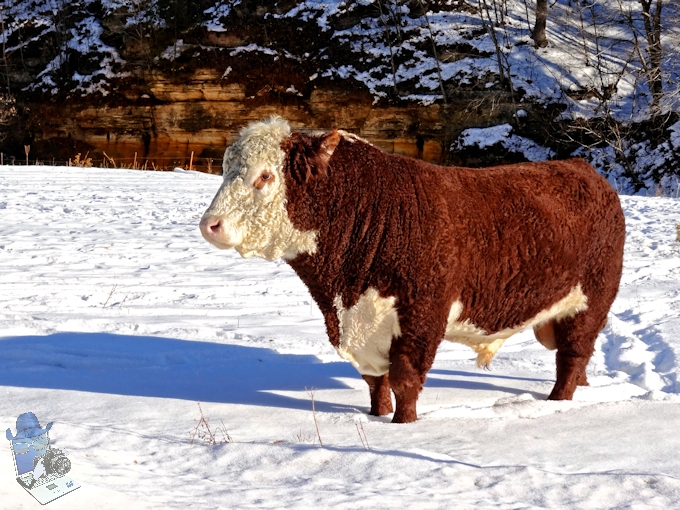 Bull in the Snow