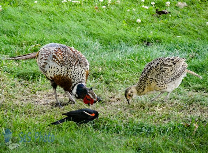 Birds Feeding