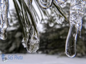 Icy Pine Needles