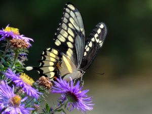 Summertime Swallowtail