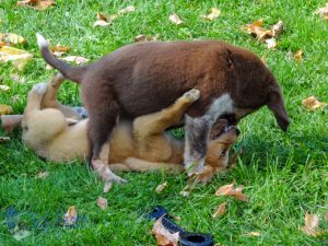 Puppy Tackle