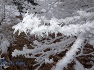 Pointy Frost