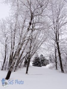 Icy and Snowy Trees