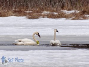 Early Trumpeter Swans