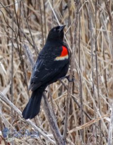 Return of the Red-winged