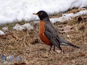 Snowed on Robin's Tail
