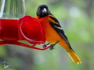 Oriole Getting a Drink
