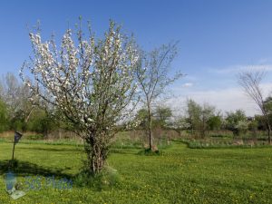 Apple Blossoms Showing