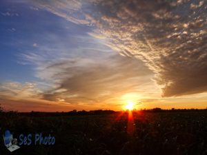 Rays Over Corn Field