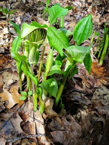 Jack-in the-pulpits