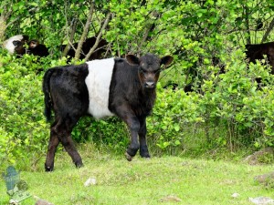 Belted Galloway