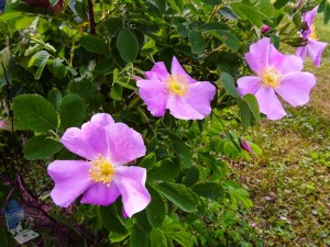 Wild Rose
