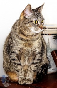 Tabby Cat