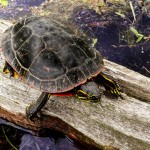 Western Painted Turtle