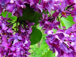 Blooming Lilacs