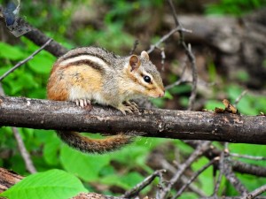 Eastern Chipmunk