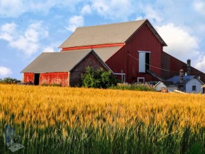 Amber Waves of Grain