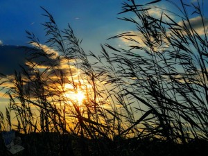 Swaying Grass