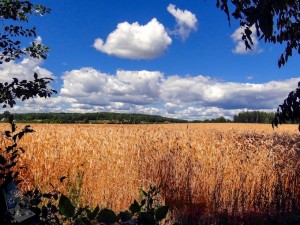 Grain Field