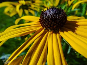Black-eyed Susan