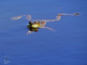 Floating Frog