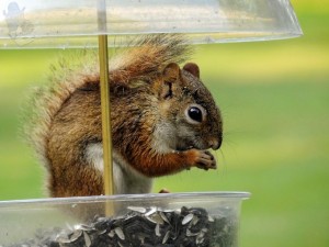 Bad Squirrel