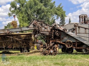 Oat Threshing