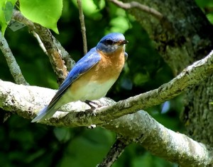 Bluebird