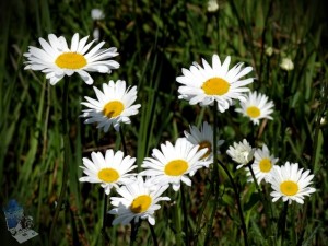 White Daisies