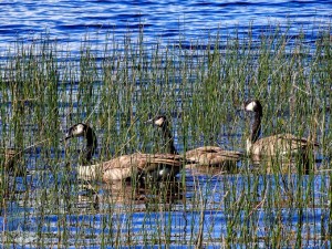 Hiding Geese