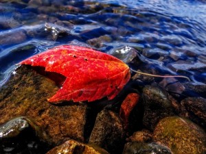 Autumn Begins