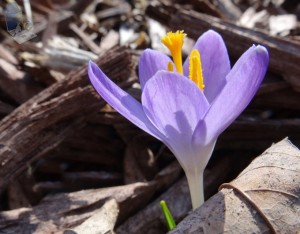 Crocus Peeking Out