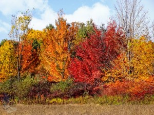 Splash of Color