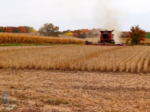 Autumn Harvest