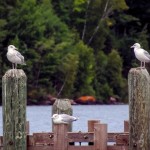 Disgusted Sea Gull