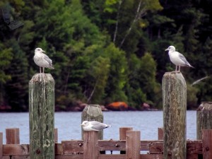 Disgusted Sea Gull