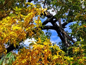 Signs of Autumn