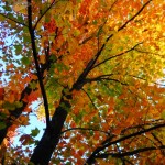Vanishing Autumn