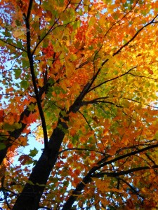 Vanishing Autumn