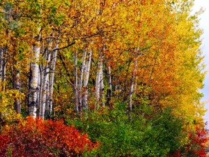 Splash of Yellow
