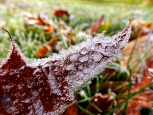 Heavy Frost