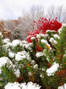 Pretty Snow