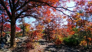 Oak Protective Branches