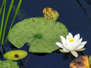 By the Pond