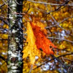 Autumn Rustle