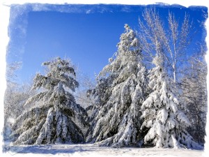 Snowy Morning