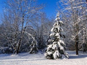 White Christmas