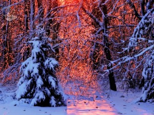 Pink Ice Glow