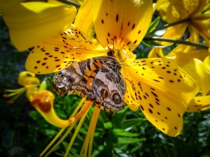 Summertime Butterfly