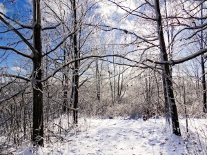 Squeaky Snow